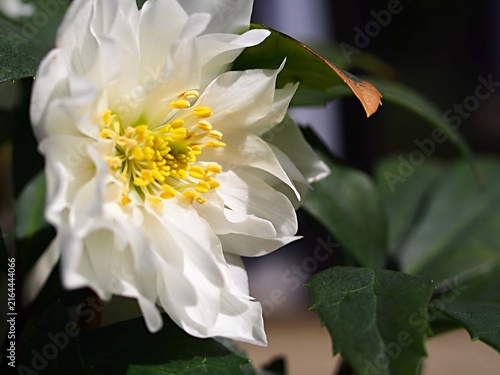 白いクリスマスローズの花の生態写真