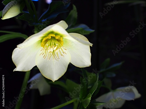 白いクリスマスローズの花の生態写真