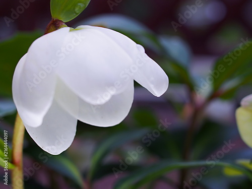 白いクリスマスローズの花の生態写真