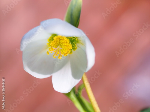 白いクリスマスローズの花の生態写真
