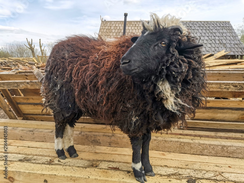 Konstfotografi Black and brown sheep with long, curly wool standing outdoors in a rustic rural setting