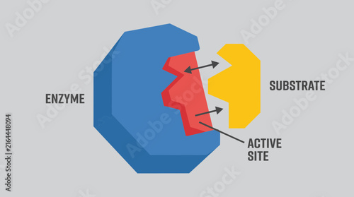 Принти на полотні Enzyme Active Site Binding Specific Substrate Molecule