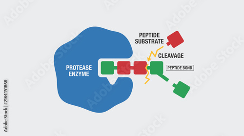 Foto Protease Enzyme Cleaving Peptide Bond in Substrate