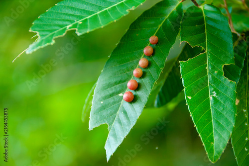 クヌギハマルタマフシの虫こぶができたクヌギの葉