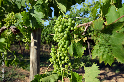 Cluster of green not mature grapes on a branch, France