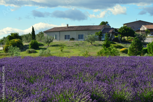 Provence rural landscape with lavender field. Valensole. France
