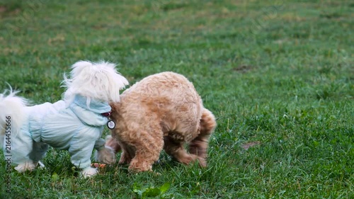 Two small dogs Maltese and Poodle play together on green grass in the park at sunset. Playful domestic animals enjoy time outdoors during evening walk. Friendly pets interact in summertime.