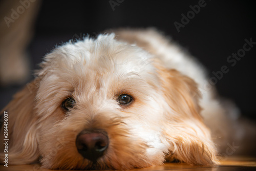 Macro Close Up View of Sweet White Maltipoo Eyes and Snout Resting on Floor in Warm Light