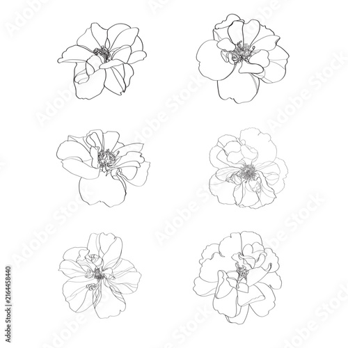 set of flowers vector