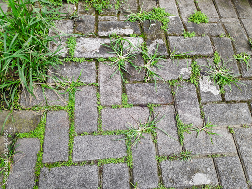 Urban ecology backdrop with green wild grass and small artillery plant on grey paving ground