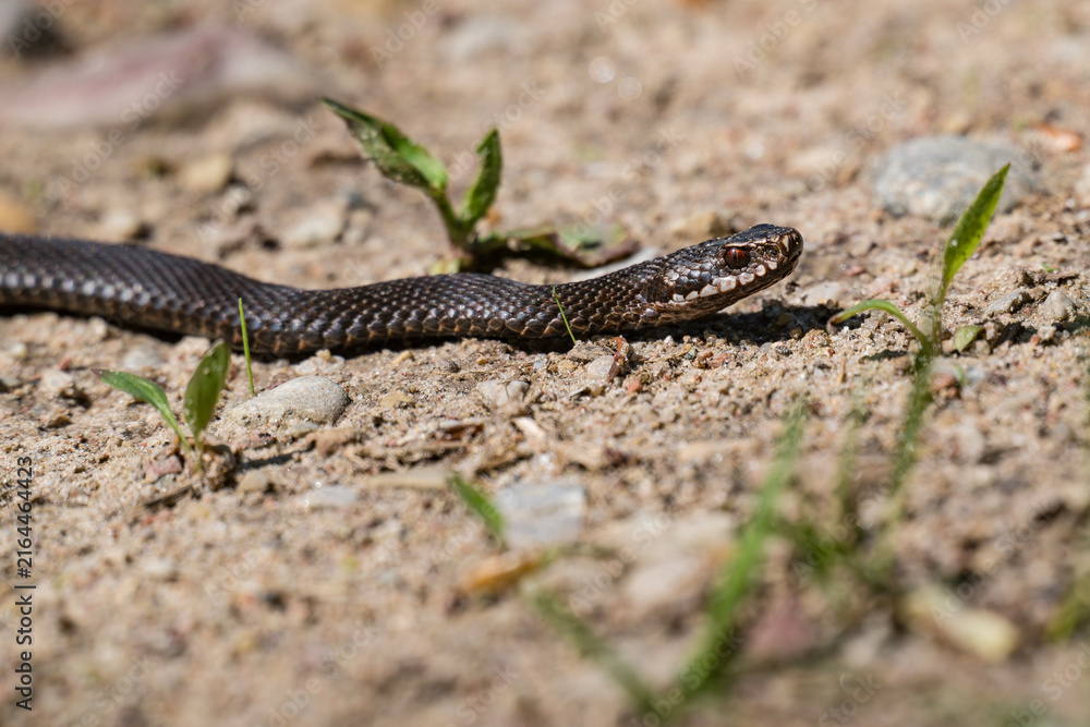 Obraz premium Melanistic common European adder slithering on sandy ground in Latvia