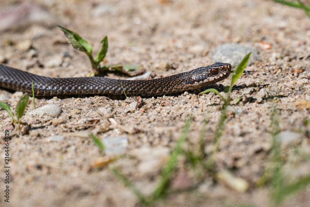 Obraz premium Melanistic common European adder slithering on sandy ground in Latvia