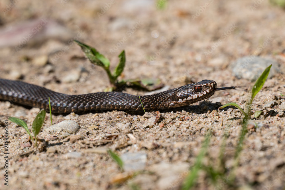 Fototapeta premium Melanistic common European adder slithering on sandy ground in Latvia