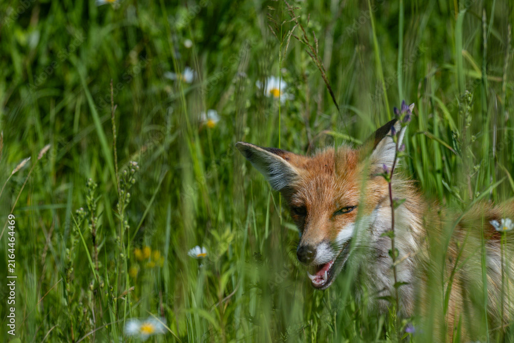 Naklejka premium Red fox hiding in tall green grass in meadow in Latvia