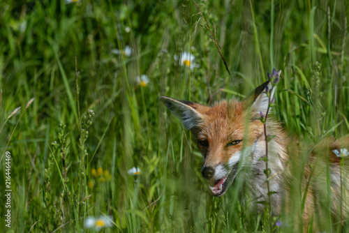Red fox hiding in tall green grass in meadow in Latvia