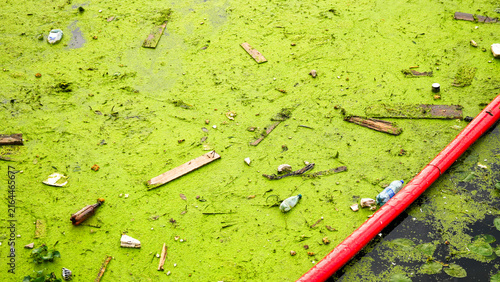 Canvastavla Plastic waste and debris floating on algae covered freshwater surface, represent