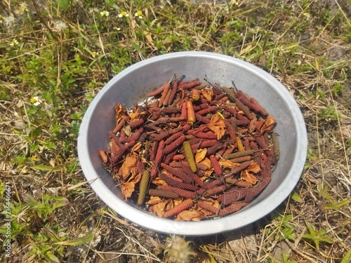 Javanese long pepper (Piper retrofractum) or cabai puyang drying in a metal tray under direct sunlight, used as traditional herbal medicine and spice.