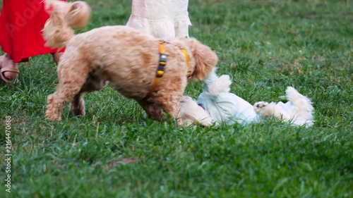 Two apricot and white fluffy poodle and bolonka mixed-breed puppies wrestle and roll playfully on a green park lawn during a sunset walk, showcasing friendly outdoor animal behavior.