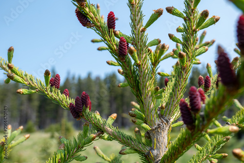 White Spruce (Picea glauca) in Anticosti Island, Quebec, Canada