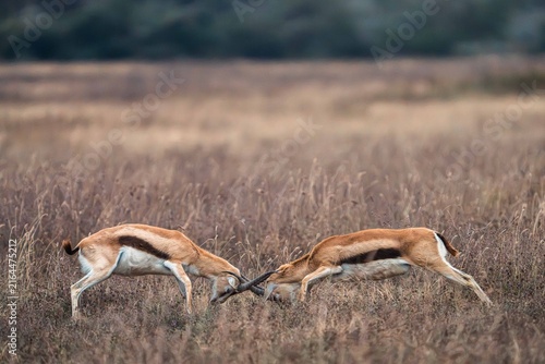 Fotografie Thomson's Gazelles Sparring in Savanna Grassland, Tanzania