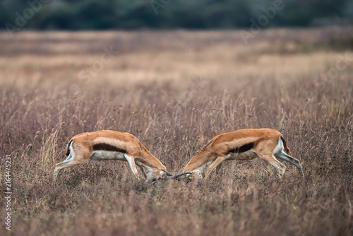 Obraz na plátně Thomson's Gazelles Sparring in Savanna Grassland, Tanzania