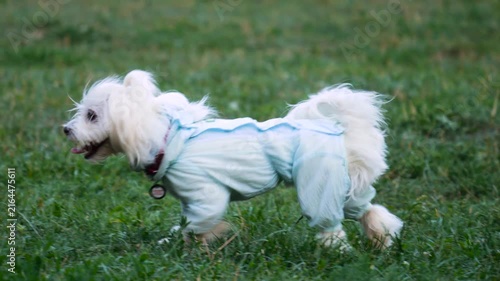 A fluffy white Maltese and an energetic brown poodle chase and play together on a green park lawn in the warm, scenic light of a sunset evening walk.