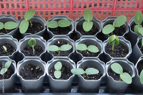 Cucumber seedlings in gray plastic pots. Healthy vegetable sprouts in individual containers with garden fertile soil. Growing from seeds,  home gardening for healthy eating