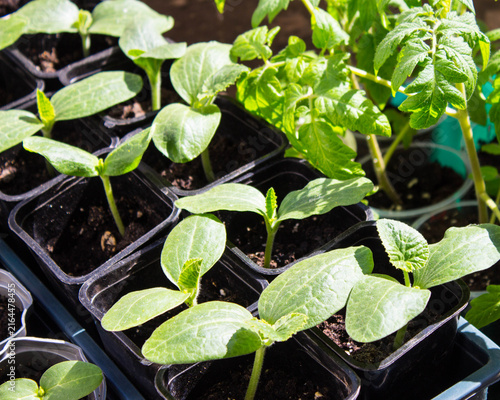 Zucchini seedlings in black plastic pots. Healthy vegetable sprouts in individual containers with garden fertile soil. Growing from seeds,  home gardening for healthy eating