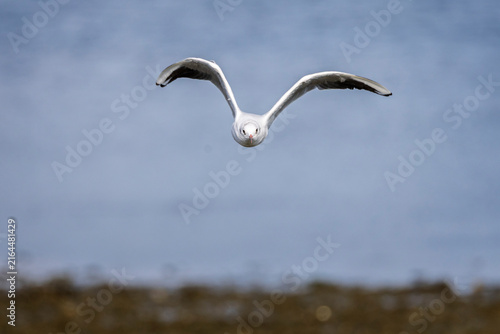 Принти на полотні Close up of a black headed gull flying towards camera along shoreline in Dorset,