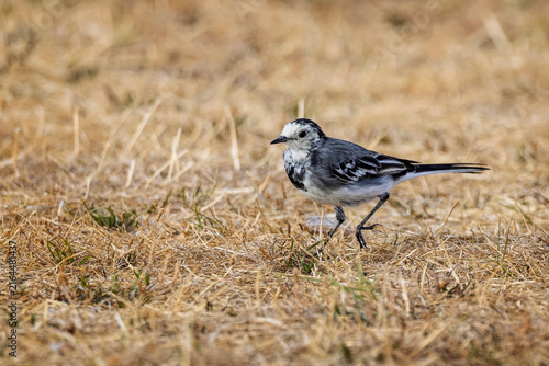 Картината върху платно Close up of a pied wagtail running across dry yellow grass in Dorset, UK