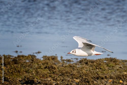 Принти на полотні Close up of a black headed gull flying low over the shoreline in Dorset, UK