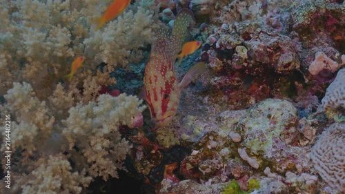 Halfspotted grouper hides out by soft coral.