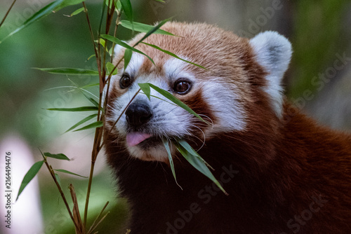 Panda roux mangeant