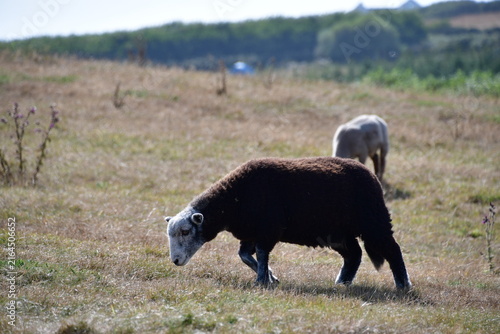 Sheep on a meadow, Dunmore Cliff Walk, Dunmore East, Co. Wexford, Ireland