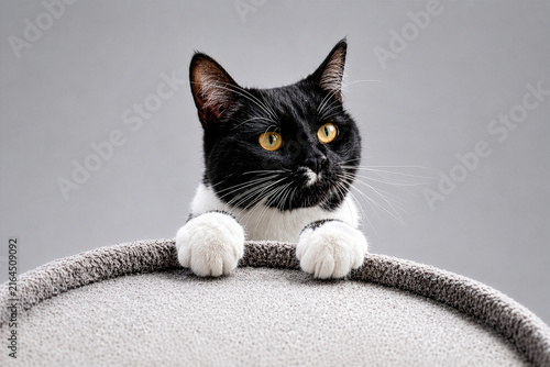 Eine neugierige schwarz-weiße Tuxedo-Katze schaut über eine Tonne, Ihre weißen Pfoten und leuchtend gelben Augen heben sich deutlich vor einem neutralen Hintergrund ab