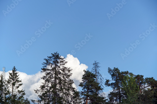 Photography clouds covered pine trees, nacka,sweden, sverige,stockholm