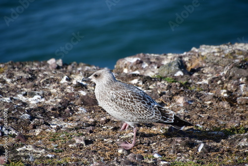 Seagulls on a rock, Dunmore East, Co. Wexford, Ireland