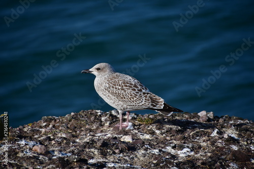 Seagulls on a rock, Dunmore East, Co. Wexford, Ireland