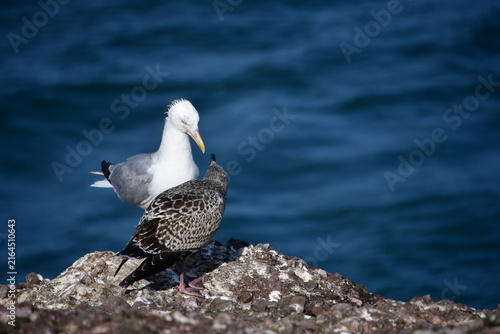 Seagulls on a rock, Dunmore East, Co. Wexford, Ireland
