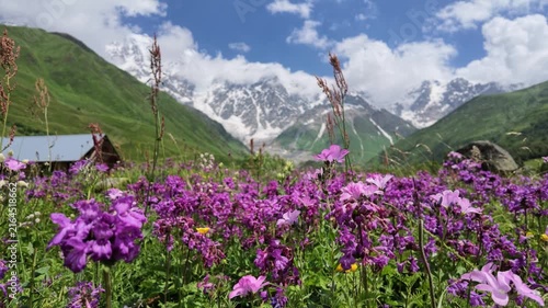 Vibrant blooming purple wildflowers in mountain valley meadow under blue sky at Shkhara glacier in Caucasus mountains, Svaneti region, Georgia, natural landscape, summer alpine tourism concept