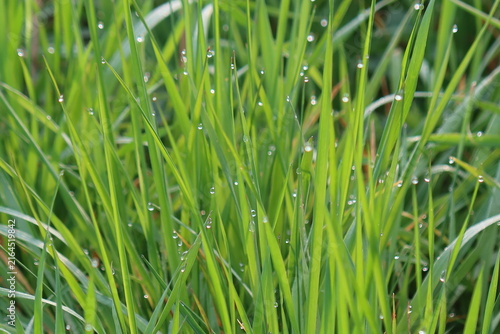 Fotografía Frisches grünes Gras in Nahaufnahme