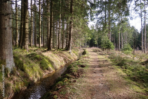 Konstfotografi Waldweg durch dichten Wald im Sommer