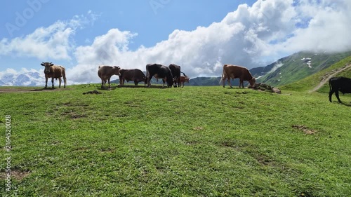 Herd of domestic cows grazing on a lush green pasture in the high Caucasus mountains of Svaneti, Georgia, with scenic view and a bright blue summer sky with clouds