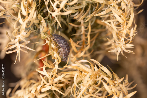 Foto Bio Diversity - Porcellio scaber - Rough Woodlouse on Dried Seed Heads