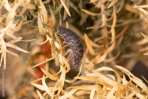 Foto Bio Diversity - Porcellio scaber - Rough Woodlouse on Dried Seed Heads