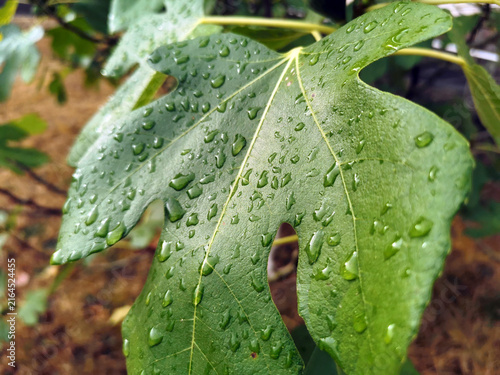 Oberfläche eines Feigenblatts mit Wassertropfen nach dem Regen in Nahaufnahme