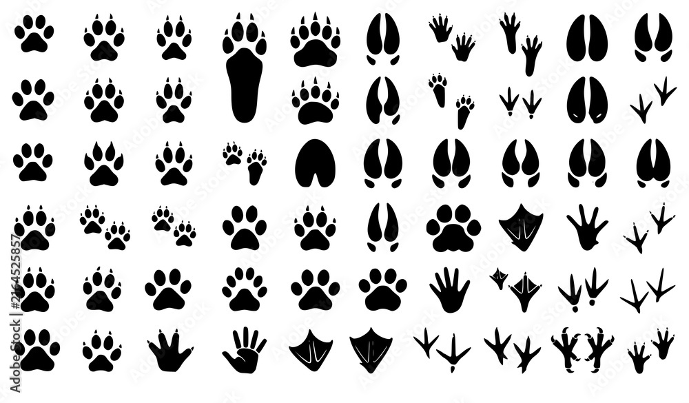 Obraz premium Animal Tracks Bird Footprints Educational Isolated Vector Set