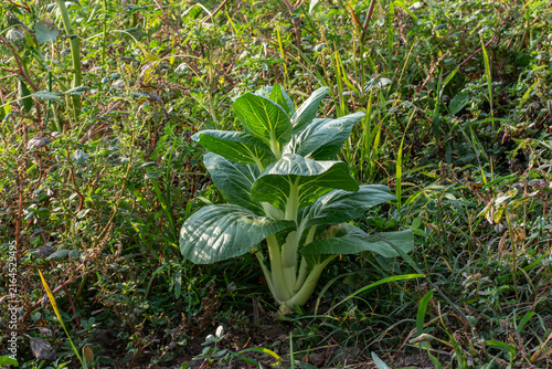 Fotografía Green bok choy plant growing in soil, top view of organic mustard cabbage vegeta