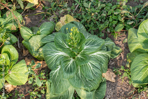 Konstfotografi Green bok choy plant growing in soil, top view of organic mustard cabbage vegeta