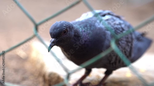 A beautiful close-up of a pigeon searching for food and pecking at tiny pieces of food on the ground. Captured in crisp 4K detail.